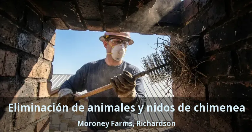 Eliminación de animales y nidos de chimenea Moroney Farms, Richardson - TX Eliminación de animales y nidos de chimenea Moroney Farms, Richardson - TX